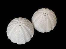 Load image into Gallery viewer, Salungo salt and pepper shakers